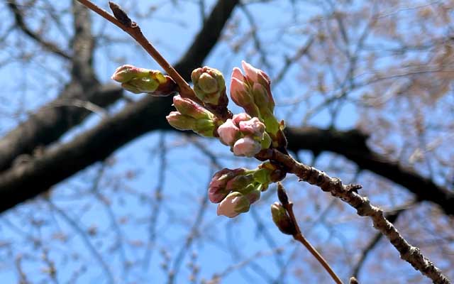 その周囲(同じ木)がどうかと言えば…明日には開いてそうなのがあったり…