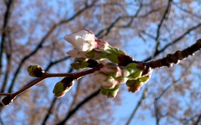 って、よくよく見たら花びら出てるのあるぢゃないですかーっ!ヽ(^.^;)丿