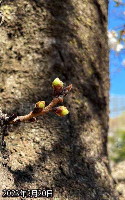 【武蔵小杉の桜(定点観測2023)】3月20日、昨日よりちょっとだけ変わった感あるが…明日からしばらく天気崩れるけど、どーなるかなぁ…(^_^;)