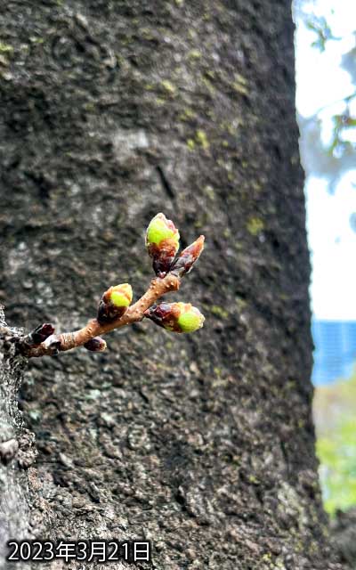 【武蔵小杉の桜(定点観測2023)】3月21日、先端が少し赤くなった?なった?気のせい?(^_^;)