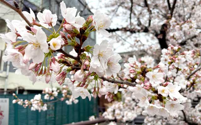 やー、もう、場所によってはこーゆー感じですわよ(^_^;)この辺散り始めたら観察対象が咲き出すんぢゃなイカ?(^_^;)