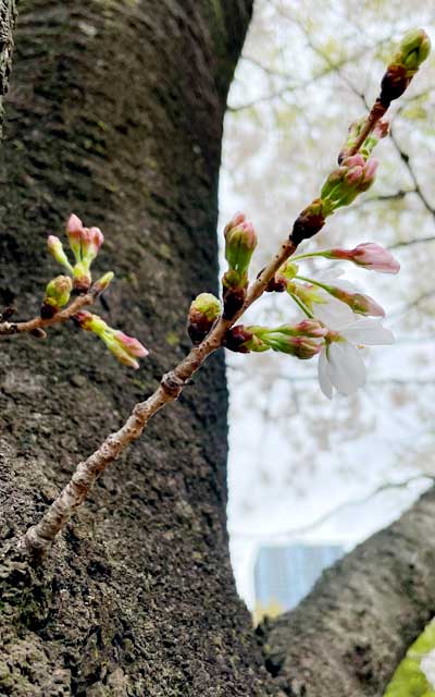 が、実は観察対象の1本手前の枝は既に花びら開いてたりする…(^_^;)あとボケてるけど、背景右上の白は全部咲いてるお花ですがな(^_^;)