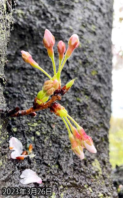 【武蔵小杉の桜(定点観測2023)】3月26日、雨が続いて気温も下がったせいか、ちょっと停滞した感じか?(^_^;)でも明日は晴れるそーだから咲きますね(^_^;)