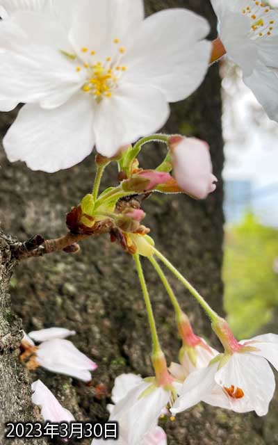【武蔵小杉の桜(定点観測2023)】3月30日、手前に3輪だけ遅れてるのがあるけど、その他は咲いた感じですな(^_^;)