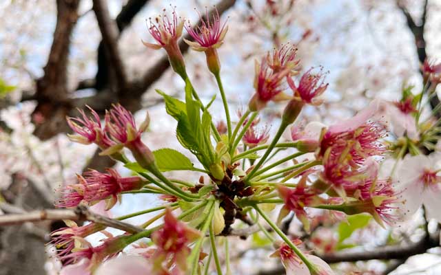 そしてお花が落ちた後からは新しい葉っぱが出てくるのです＼(^o^)／