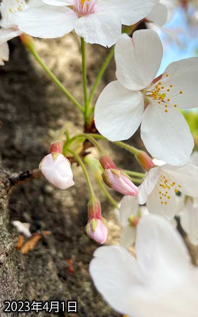 【武蔵小杉の桜(定点観測2023)】4月1日、手前の小枝が邪魔になって撮り難くなっておる(^_^;)明日1輪咲きそうな雰囲気ですな…