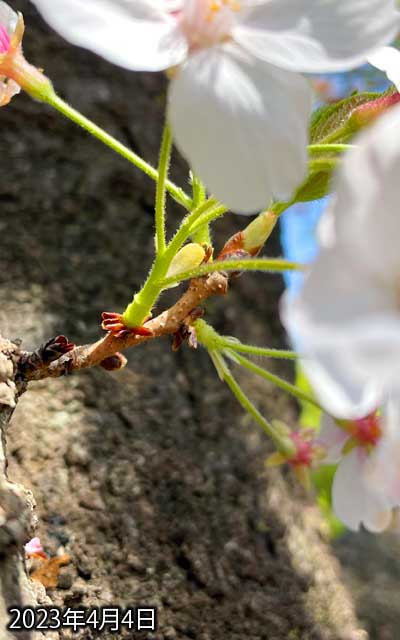 【武蔵小杉の桜(定点観測2023)】4月4日、枝がだんだん撮り難くなってきたヽ(^.^;)丿モロ正面に別の枝が被ってきてるのよねー