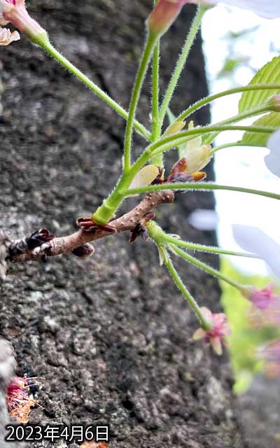 【武蔵小杉の桜(定点観測2023)】4月6日、画面の外になっちゃってますが、2輪残ってます(^_^;)