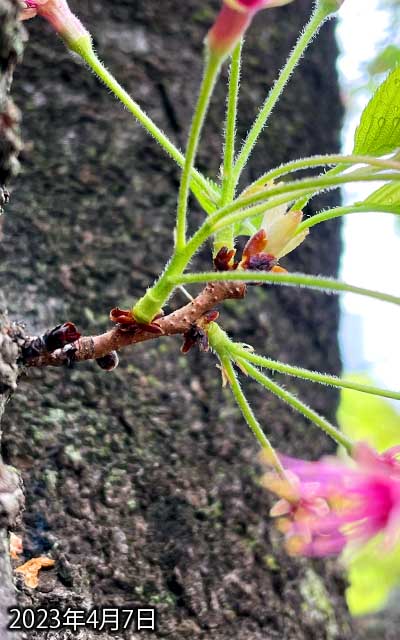 【武蔵小杉の桜(定点観測2023)】4月7日、最後の花びらも全部落ちましたヽ(^.^;)丿