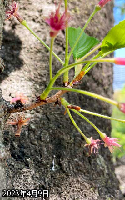 【武蔵小杉の桜(定点観測2023)】4月9日、まぁ落ちちゃってるんですが、前回の選挙の際も観察してて、その時はこんな感じだったよーですヽ(^.^;)丿