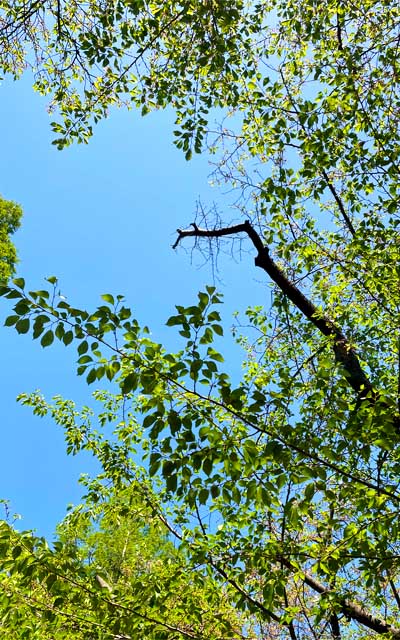 つか、周囲はもうこんな感じで…こーやって切り取ったら初夏ぢゃないですかっ!ヽ(^.^;)丿