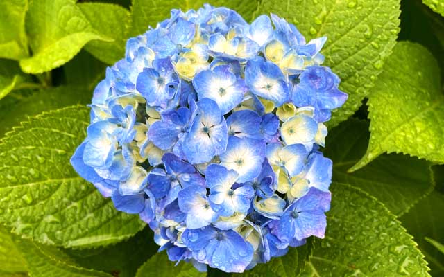 昨日撮れなかった紫陽花、すかーり開いておりましたなぁ…雨降りだと映えますw(でも自分は濡れたくないw)