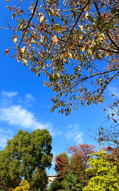 お医者とお家の間の公園…なんかようやく桜が紅葉し始めたか?って印象…(^_^;)あぁ、お空が高い…って、前回のお医者日もこんな天気だったんぢゃ…＼(T_T)／