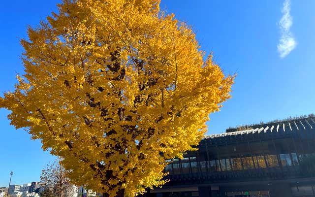 上野駅前のいちょー、晴れてよござんした(^_^;)