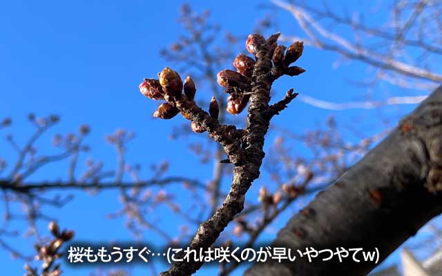 昨日の梅があんな感じだったので、もしかしたらこっちも…と、思って見に行った(^_^;)桜もいよいよ準備開始っ!(河津桜だから早い、でも去年よりは遅いw)