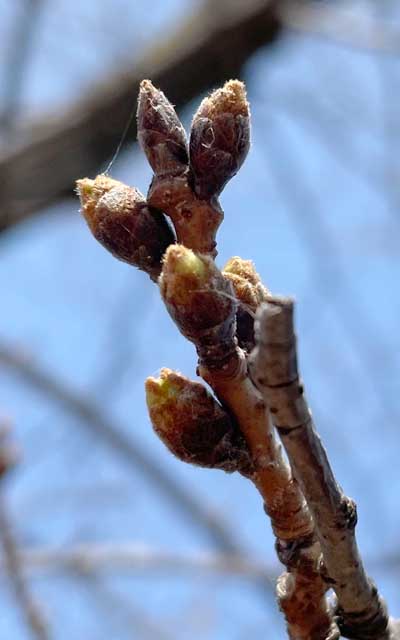 比較的に咲くのが早い枝もまだこんな感じなのです…(^_^;)ほんのちょっと、先が白く見えてる程度だから、1週間では多分咲かない…(^_^;)