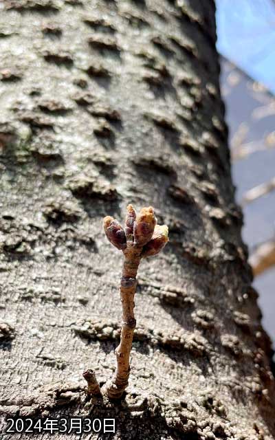 【武蔵小杉の桜(定点観測2024)】3月30日、まぁ、こいつはまだまだなんだけど、右後ろの成長が早そうだな(^_^;)