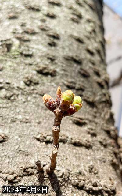 【武蔵小杉の桜(定点観測2024)】4月2日、今週中に満開しそうなので見に行ったら、左側の蕾の先が少し白くなっとるっ!ヽ(^.^;)丿