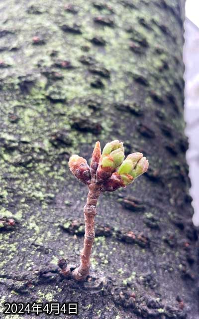 【武蔵小杉の桜(定点観測2024)】4月4日、昨日見てなかったので、どーかなー…って思ってましたが…うむ、先割れはしてるけどまだだなヽ(^.^;)丿
