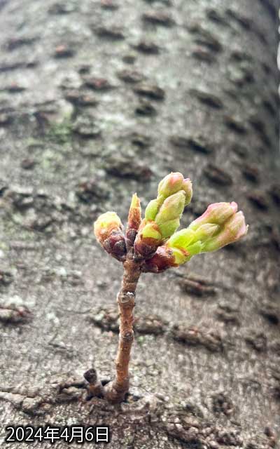 【武蔵小杉の桜(定点観測2024)】4月6日、残念ながら観察対象は今日は開花せず、明日も微妙かなぁ…月曜日は咲いてると思うけどーヽ(^.^;)丿周囲はほぼ満開になっとるんですけどねー