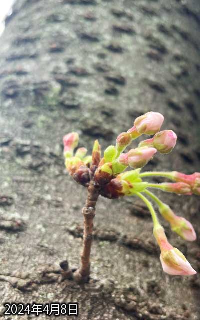 【武蔵小杉の桜(定点観測2024)】4月8日、残念ヽ(^.^;)丿今日はまだ咲きませんでしたーっ!ヽ(^.^;)丿