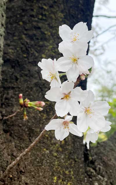 で、これは手前の枝…奥に観察対象(^_^;)こんだけ違いが出ておるのんw