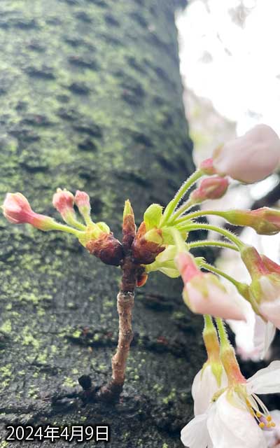 【武蔵小杉の桜(定点観測2024)】4月9日、観察対象も咲き始めましたが、左側が遅いか…(^_^;)でも周囲は一気に散っちゃいましたのーヽ(^.^;)丿