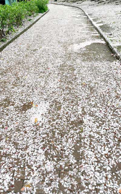 雨風の影響で地面は一見雪原みたいな状態にーヽ(^.^;)丿なんか一気に終わった感があるのぉ…(まだお花は残ってるけどw)