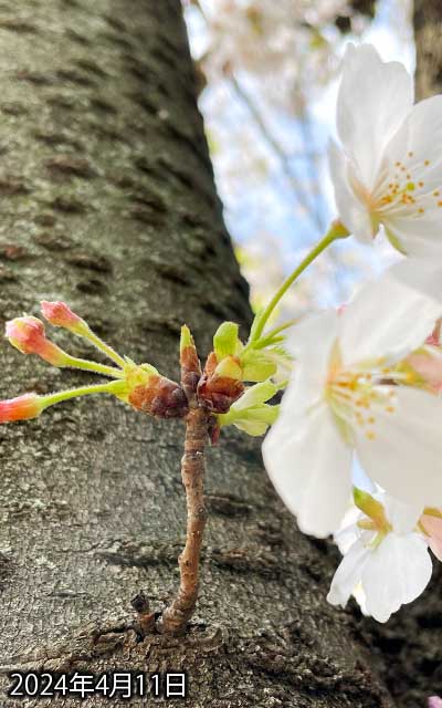 【武蔵小杉の桜(定点観測2024)】4月11日、左側の、画面外に出ちまったヽ(^.^;)丿なお、まだ咲いておりませぬ…今週末かなぁ…この感じだと…