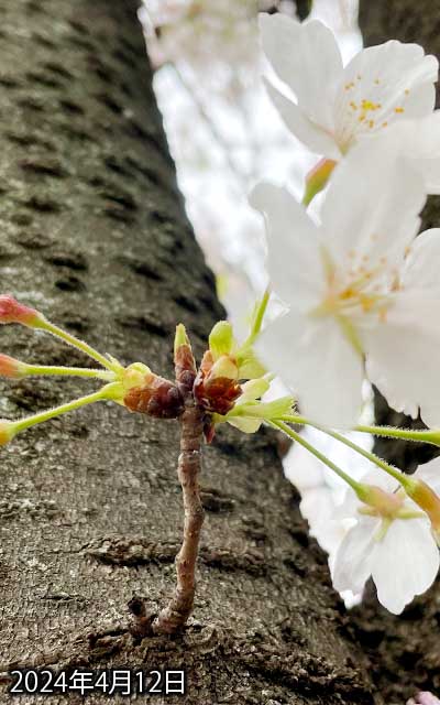 【武蔵小杉の桜(定点観測2024)】4月12日、左側切れちゃってますが下のが咲いてて、中間のが開きかけ、上はまだ開かない感じ(^_^;)日曜に開くかな?