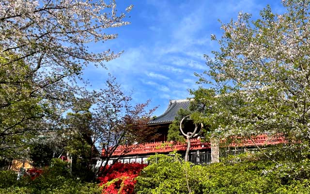 で、昨日のお出かけ先は上野＼(^o^)／目的は花見ではなく、呑み会とか…(^_^;)花見はついでw