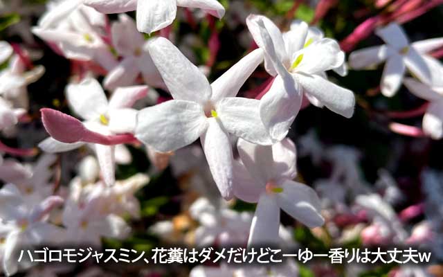 この時期、あちこちで香るハゴロモジャスミンヽ(^.^;)丿この間の沈丁花もそーですが、花糞はダメだけど、この手のは大丈夫(^_^;)