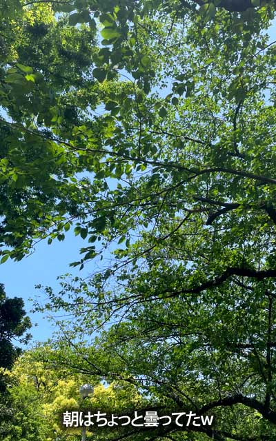 だんだんと暑くなっていく今日この頃…(今のトコロは空気も若干乾燥気味でいいけど…)