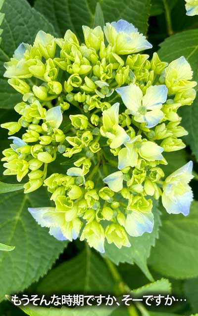 まだだろうと思ってたら、早くも花びらが出始めてるぢゃないですかっ!?ヽ(^.^;)丿