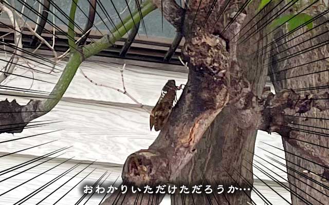 歩いてたら急に横をすり抜け、左手前の木に停まった…あれ?この時期のにしてはサイズ大きいんぢゃね?(^_^;)