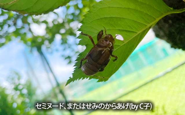家の周りも鳴き声がスゴくなってきて…成虫は確認出来ませんでしたが、セミヌードの方がいくつか確認出来ましたヽ(^.^;)丿
