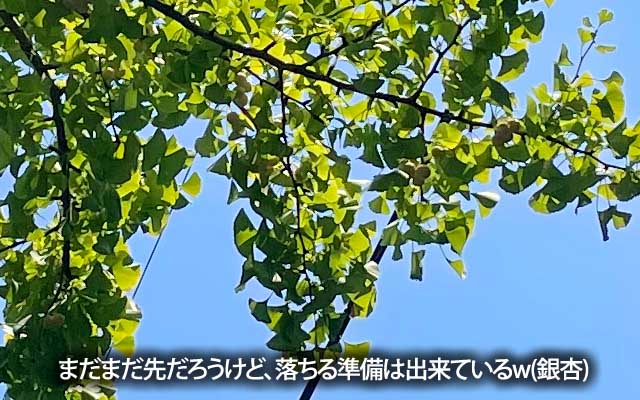 去年の今頃にはかなり色づいてたので、今年はどうか?と、見に行ったら全然だった…(^_^;)