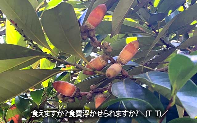 いよいよ食費が厳しくなったら拾ってみようと思う…(これは食えるやつか? ^_^;)