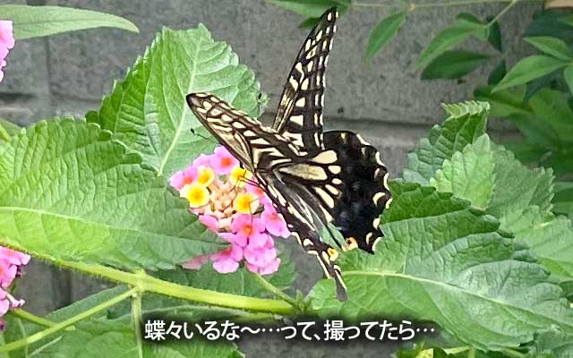 蝶々見かけるのも多いよな〜…と、思いつつカメラに収めようとしてたら…