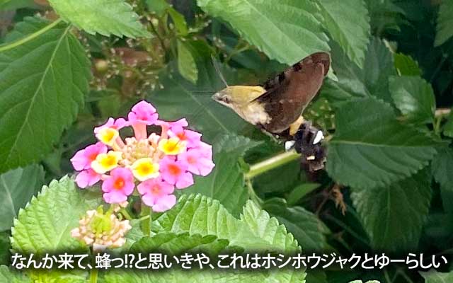 なんか大きいのが近付いてきて、蜂っ!?って一瞬思ったけど、口長いし、ホバリングしてるし、羽太いしで…ホシホウジャクとゆーらしい(^_^;)