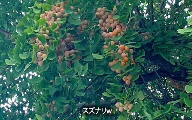 よく見てた銀杏の木とは別で、ちと離れたトコにある神社の銀杏…すずなりっ!ヽ(^.^;)丿