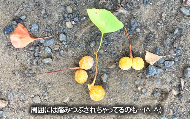 きれーなのも落ちてましたが、やはり踏みつぶされてる方が多く、周囲にはあの芳醇なカホリが…ヽ(^.^;)丿