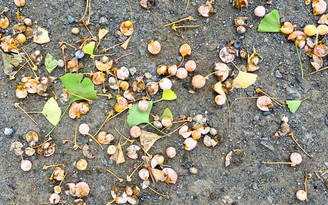 近所の神社で…銀杏が…あぁ、銀杏が…でも鼻が詰まってたせいか、あの芳醇なかほりは弱かった…(^_^;)