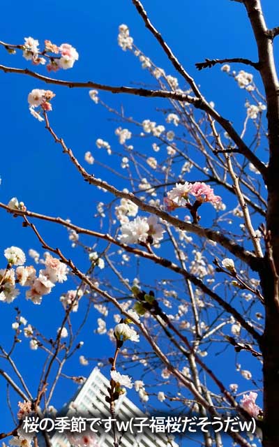 桜の季節にwあ、ここしばらく梅を見に行ってないかもだなぁ…