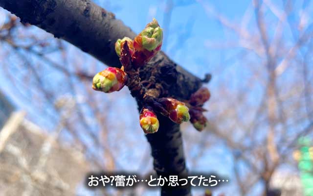 もしかしてそろそろかな〜…と、見に行ったら蕾になってまして、流石だと思ってたら…