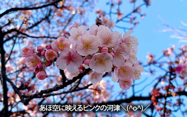 少し悪あがきす…この間ポツポツ咲いてた河津は結構な開花状態に＼(^o^)／寒くなったとゆーに、元気でえぇのぉ…(^_^;)