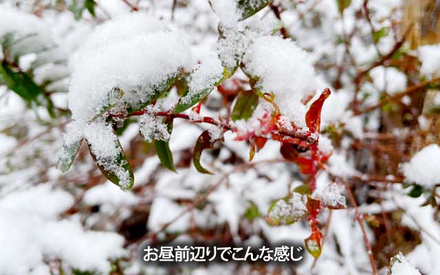 昨夜も降ってたみたいですが、明け方ちょっと止んだ感じで…昼前で近くに草木はこんな感じに(^_^;)