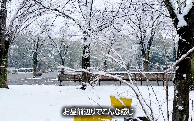 投票終えて帰る途中の近所の公園、草むらは被ってますが路面は溶けちゃってますな(^_^;)