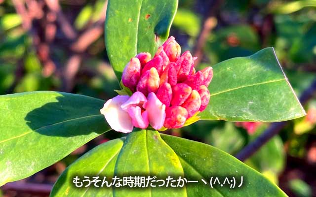 夕方買いものに出た際、なんか香ってるな〜…と、思いつつ確認すると…あー…沈丁花の季節ですか…お引き蘢ってると判らんヽ(^.^;)丿