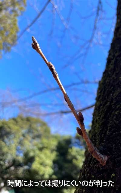 まぁ、まだ全然変化は見えませんですのよヽ(^.^;)丿